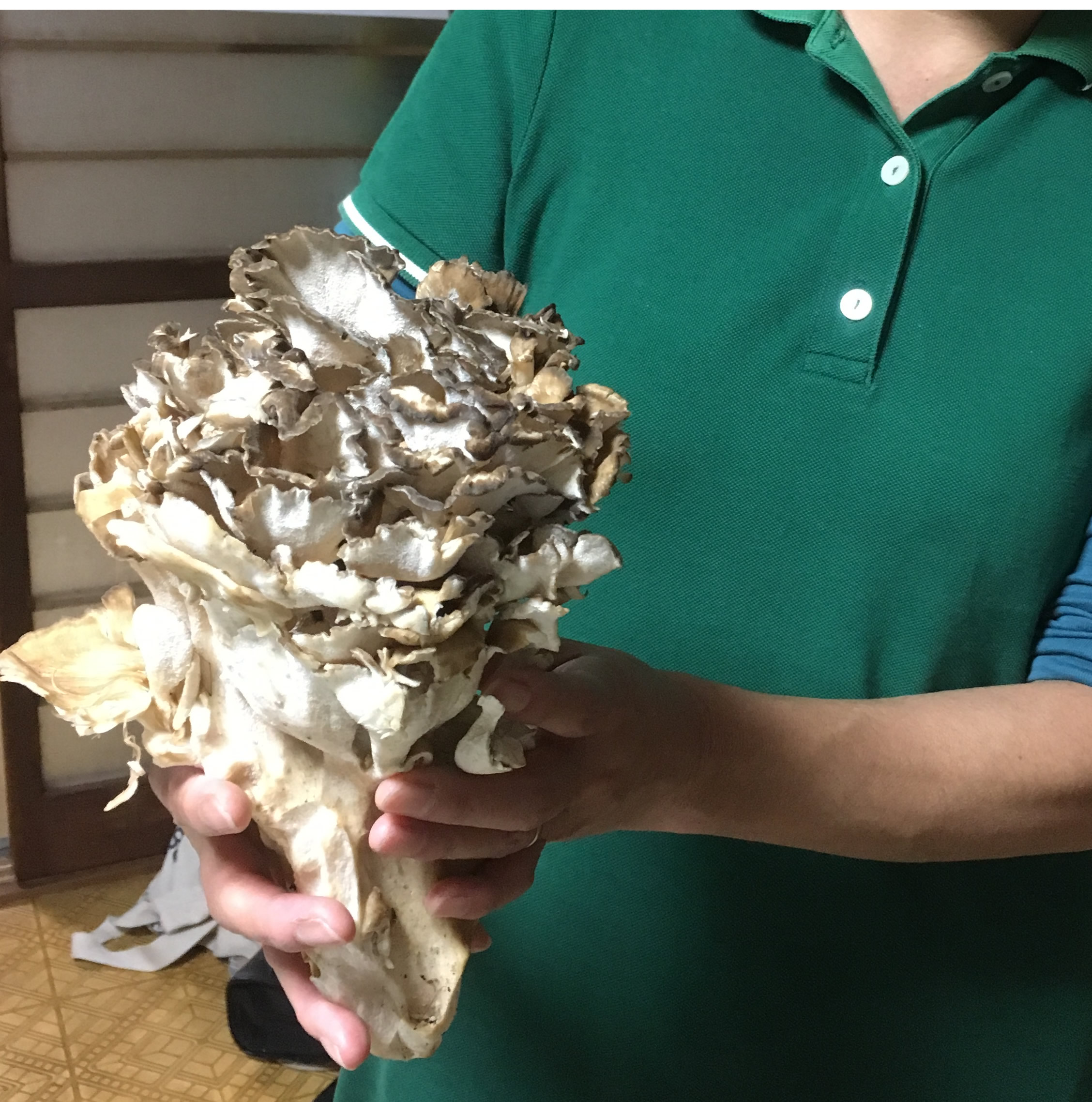 野生のマイタケ