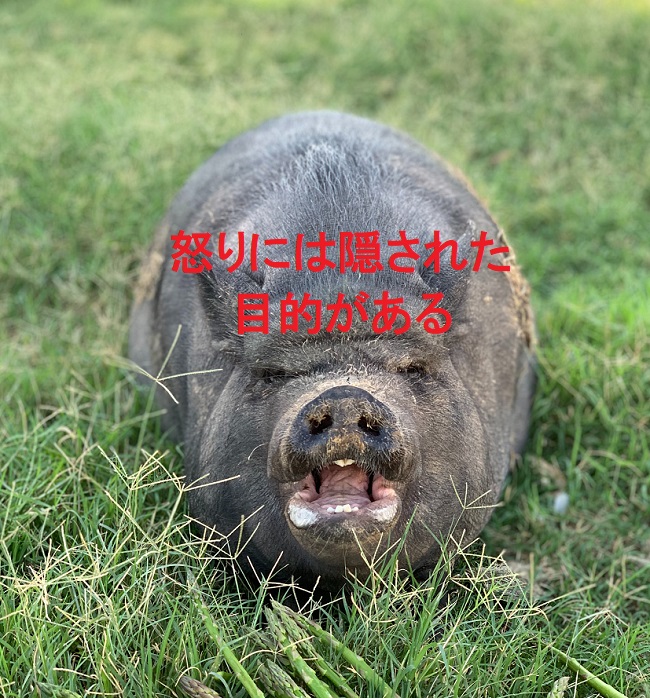 怒りには目的がある