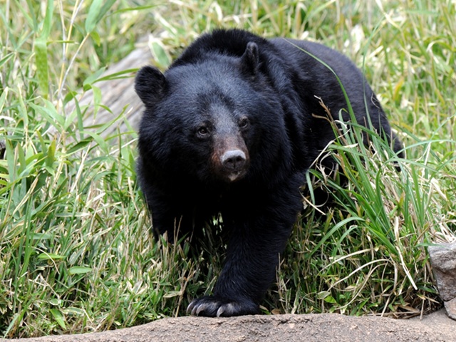 人を怖がらないクマが増加